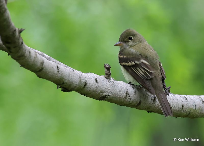 Acadian Flycatcher, S. Padre Island, TX, 4_9_2023a_0L0A3349.jpg