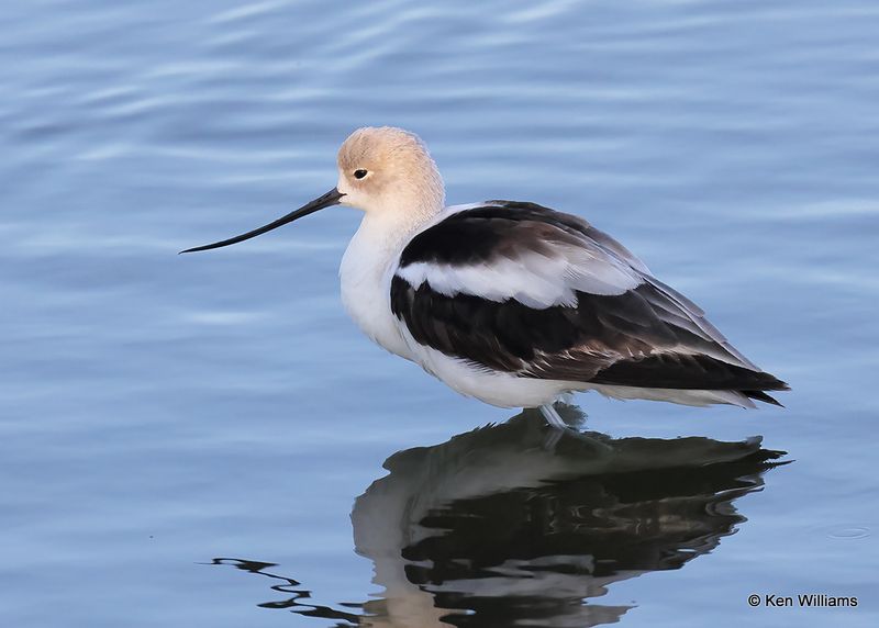 American Avocet, Port Aransas, TX, 4_14_2023a_0L0A1236.jpg