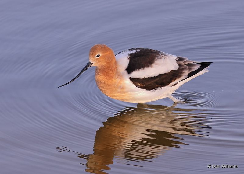 American Avocet, Port Aransas, TX, 4_14_2023a_0L0A1402.jpg