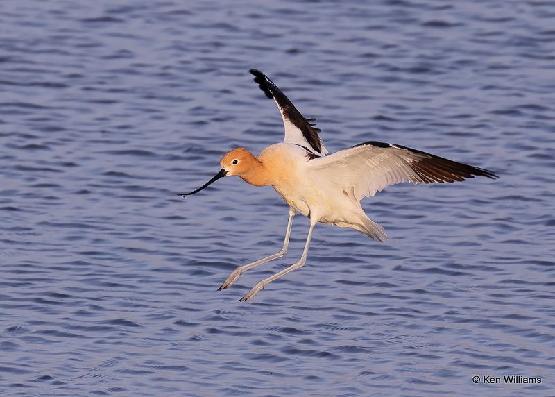 American Avocet, Port Aransas, TX, 4_14_2023a_0L0A1480.jpg