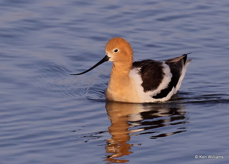 American Avocet, Port Aransas, TX, 4_14_2023a_0L0A1493.jpg