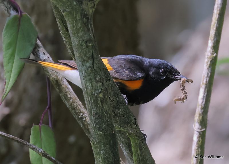 American Redstart male, S. Padre Island, TX, 4_11_2023a_0L0A6385.jpg