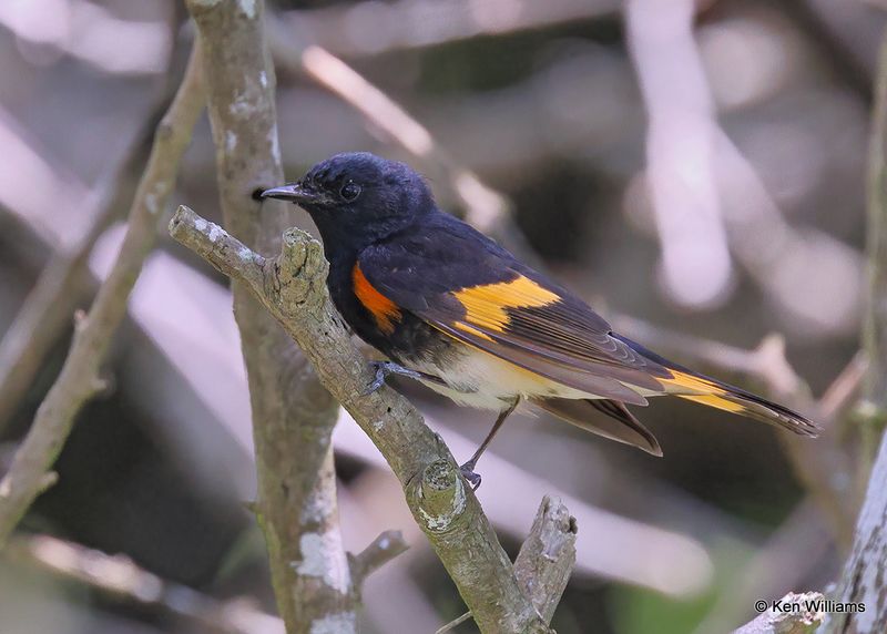 American Redstart male, S. Padre Island, TX, 4_11_2023a_0L0A6476.jpg
