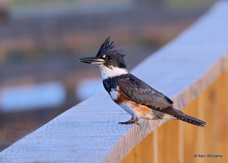 Belted Kingfisher, Port Aransas, TX, 4_14_2023a_0L0A1023.jpg