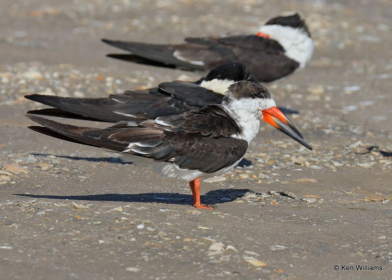 Black Skimmer, S. Padre Island, TX, 4_12_2023a_0L0A7361.jpg