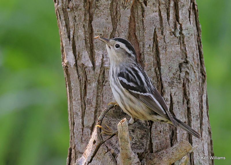 Black-and-white Warbler female, S. Padre Island, TX, 4_11_2023a_0L0A6056.jpg