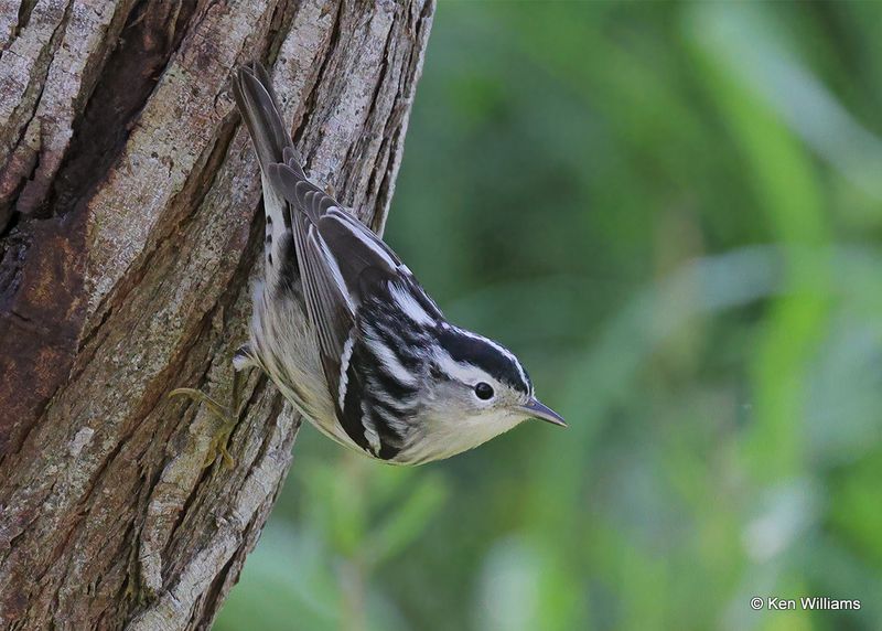 Black-and-white Warbler female, S. Padre Island, TX, 4_11_2023a_0L0A6065.jpg