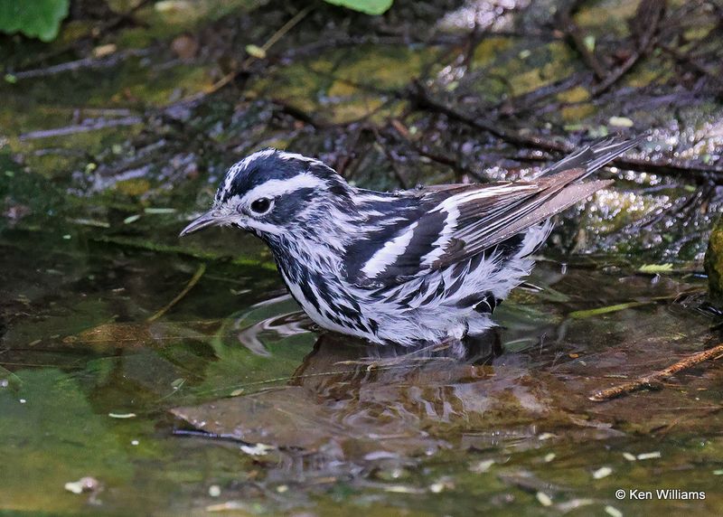 Black-and-white Warbler, S. Padre Island, TX, 4_9_2023a_0L0A4063.jpg