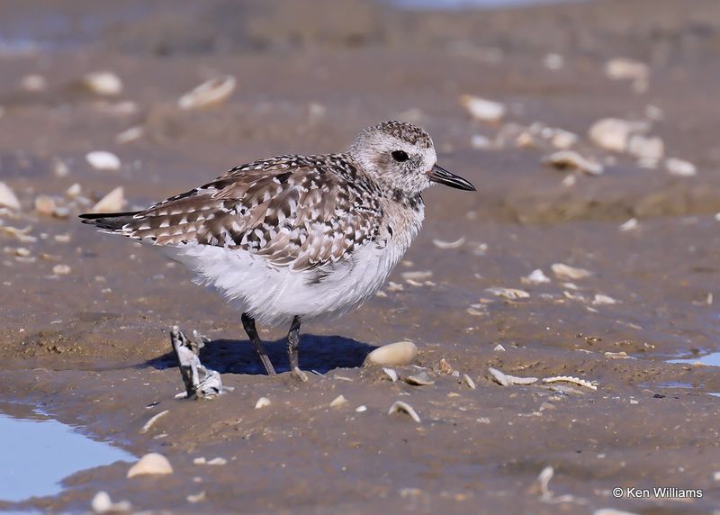 Black-bellied Plover, S. Padre Island, TX, 4_12_2023a_0L0A7336.jpg