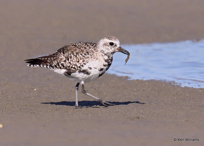 Black-bellied Plover, S. Padre Island, TX, 4_12_2023a_0L0A7421.jpg