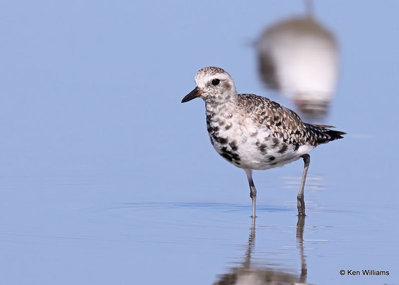 Black-bellied Plover, S. Padre Island, TX, 4_13_2023a_0L0A9660.jpg