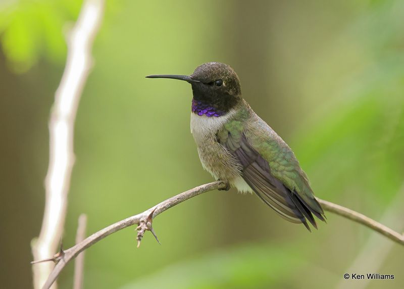 Black-chinned Hummingbird male, S. Padre Island, TX, 4_10_2023a_0L0A5361.jpg