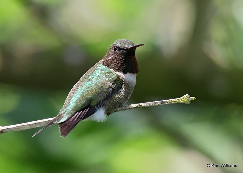 Black-chinned Hummingbird male, S. Padre Island, TX, 4_11_2023a_0L0A6369.jpg