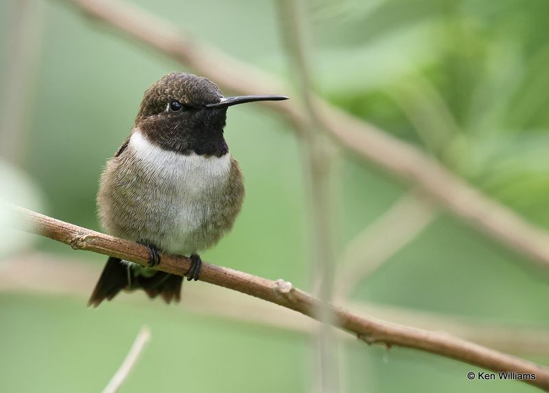 Black-chinned Hummingbird male, S. Padre Island, TX, 4_9_2023a_0L0A3789.jpg