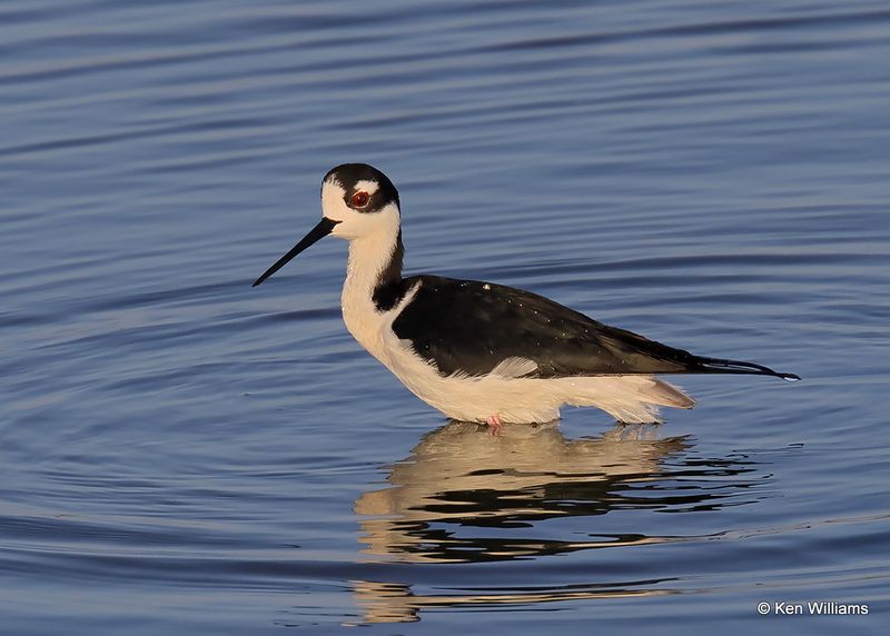 Black-necked Stilt, Port Aransas, TX, 4_14_2023a_0L0A1330.jpg