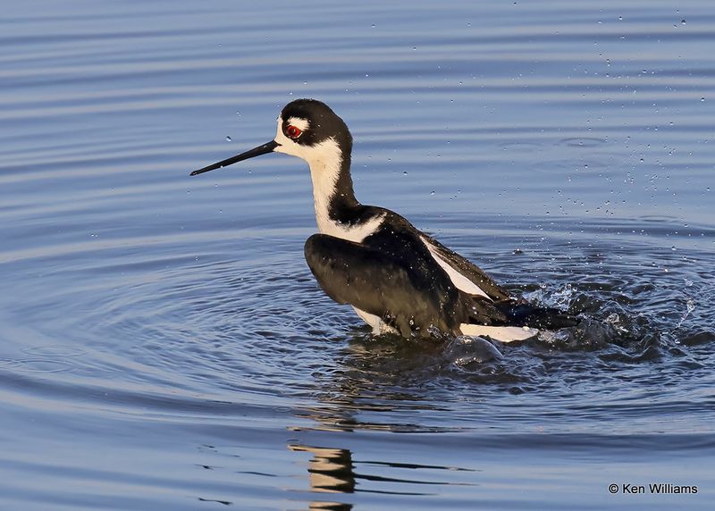 Black-necked Stilt, Port Aransas, TX, 4_14_2023a_0L0A1333.jpg
