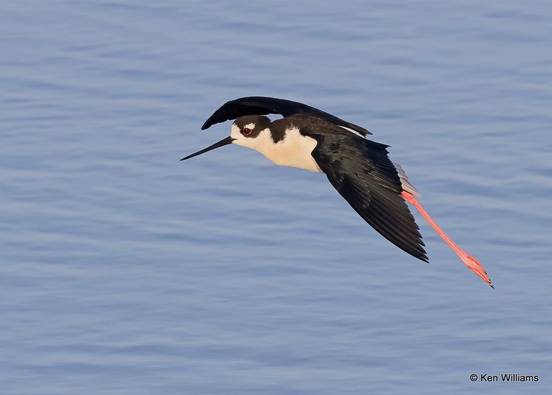 Black-necked Stilt, Port Aransas, TX, 4_14_2023a_0L0A1378.jpg