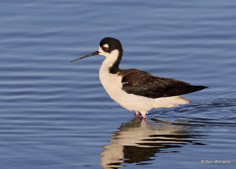 Black-necked Stilt, Port Aransas, TX, 4_14_2023a_0L0A1445.jpg