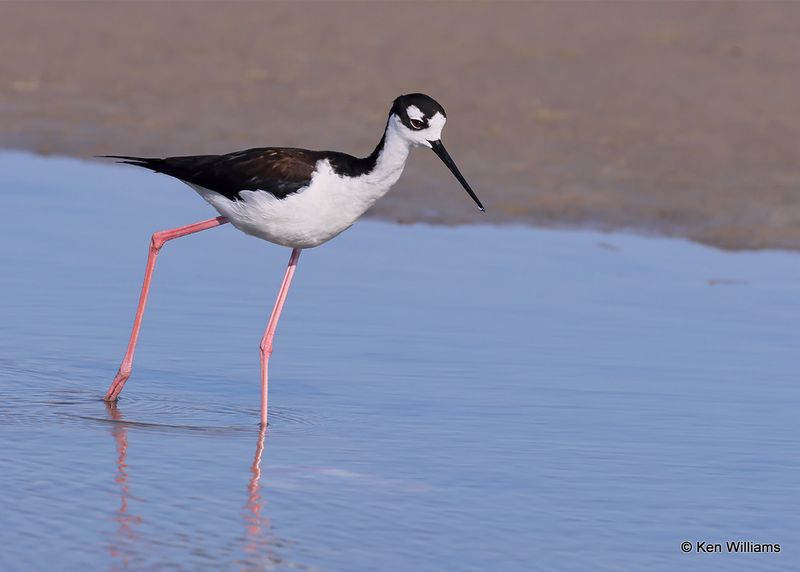 Black-necked Stilt, S. Padre Island, TX, 4_12_2023a_0L0A7407.jpg