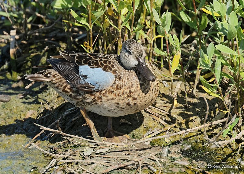 Blue-winged Teal female, Port Aransas, TX, 4_13_2023a_0L0A0339.jpg