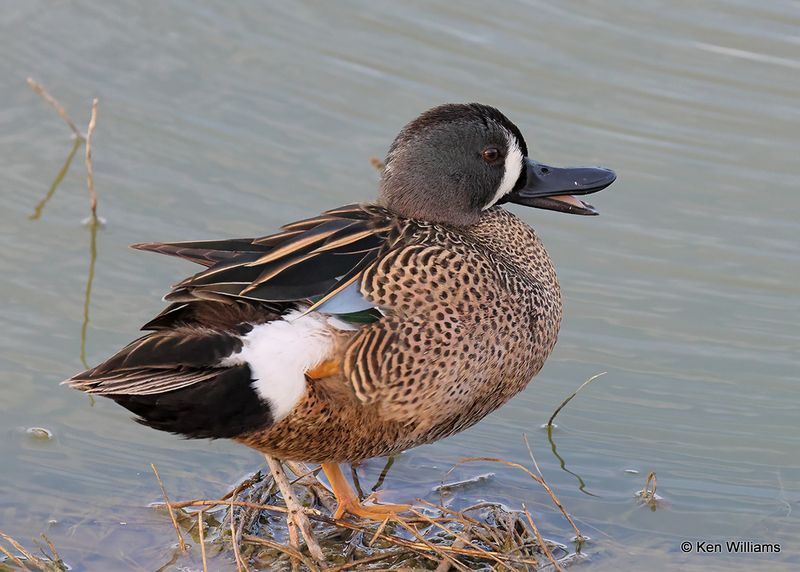 Blue-winged Teal male, Port Aransas, TX, 4_13_2023a_0L0A0537.jpg