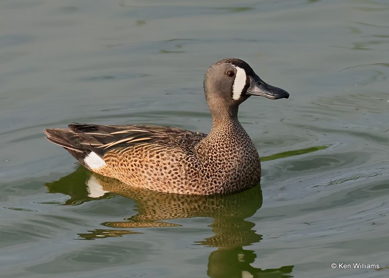 Blue-winged Teal male, Port Aransas, TX, 4_13_2023a_0L0A0650.jpg