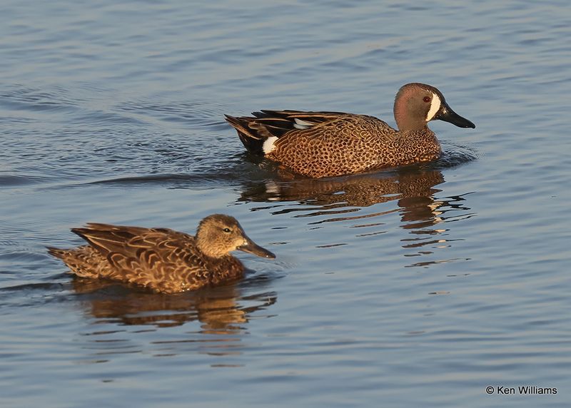 Blue-winged Teal pair, Port Aransas, TX, 4_14_2023a_0L0A1251.jpg