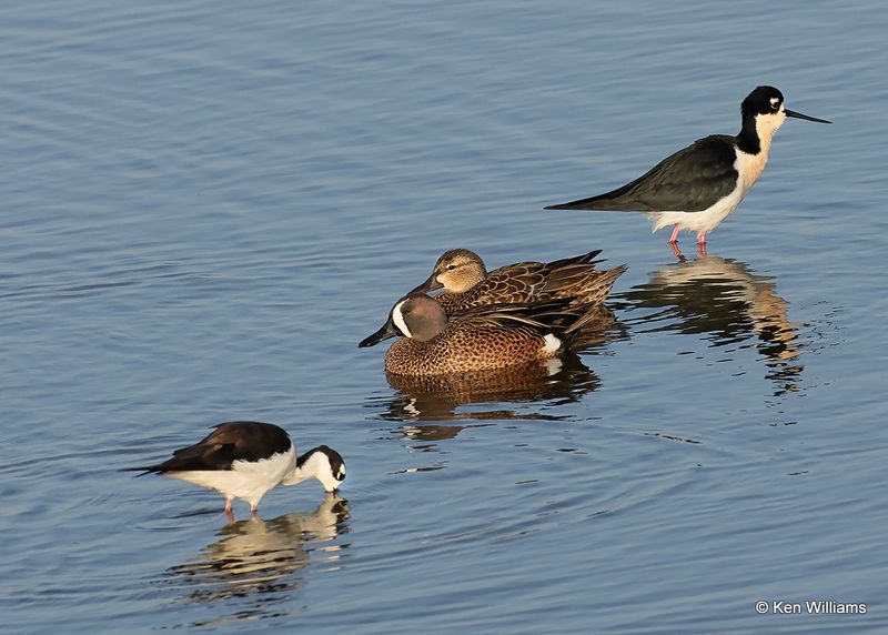 Blue-winged Teal pair, Port Aransas, TX, 4_14_2023a_0L0A1600.jpg