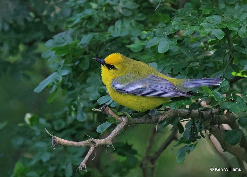 Blue-winged Warbler, S. Padre Island, TX, 4_11_2023a_0L0A6920.jpg
