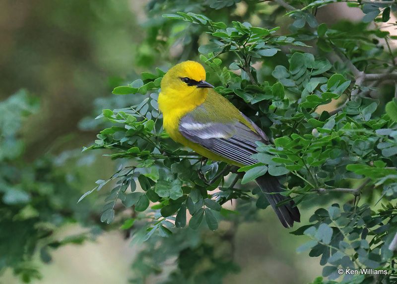 Blue-winged Warbler, S. Padre Island, TX, 4_11_2023a_0L0A6933.jpg