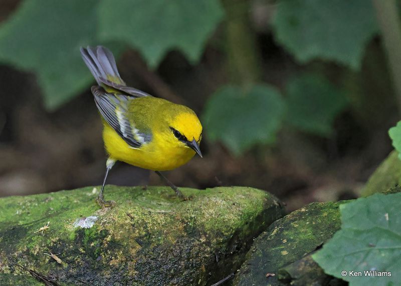 Blue-winged Warbler, S. Padre Island, TX, 4_9_2023a_0L0A4018.jpg