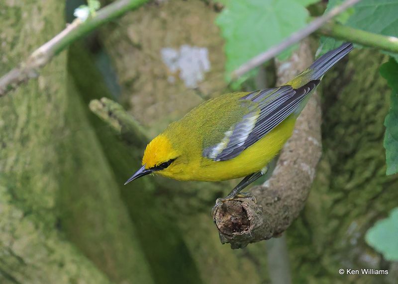 Blue-winged Warbler, S. Padre Island, TX, 4_9_2023aa_0L0A4001.jpg
