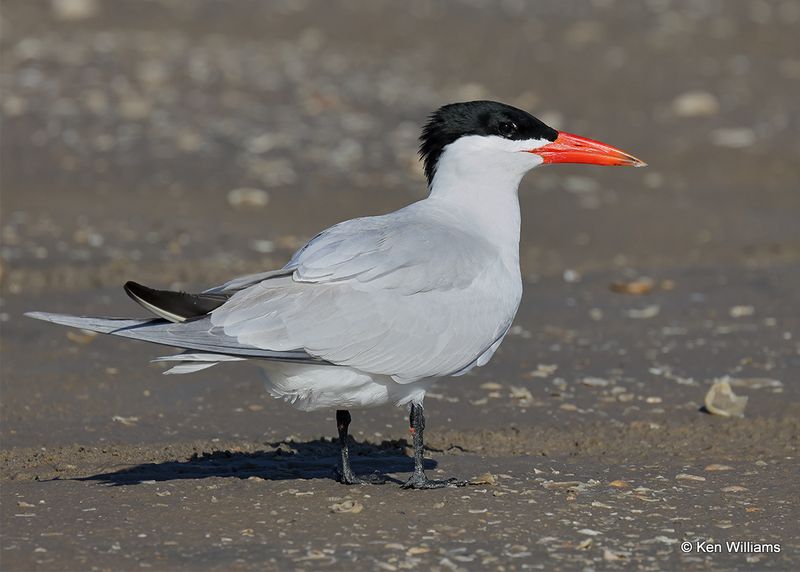 Caspian Tern, S. Padre Island, TX, 4_12_2023a_0L0A7303.jpg