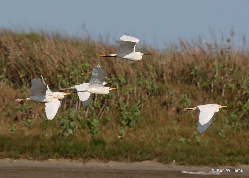 Cattle & Snowy Egrets, S. Padre Island, TX, 4_12_2023a_0L0A7353.jpg