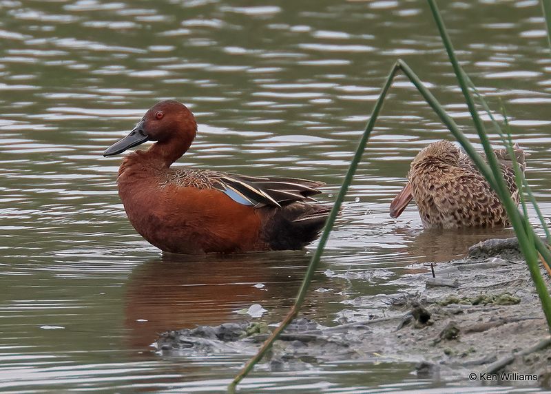 Cinnamon Teal male, Santa Ana NWR, TX, 4_7_2023a_0L0A2219.jpg