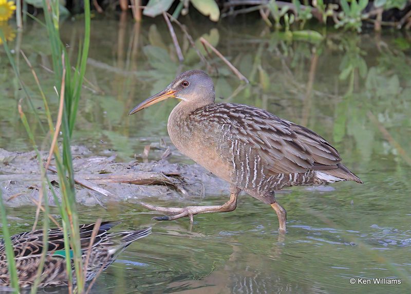 Clapper Rail, Port Aransas, TX, 4_13_2023a_0L0A0520.jpg