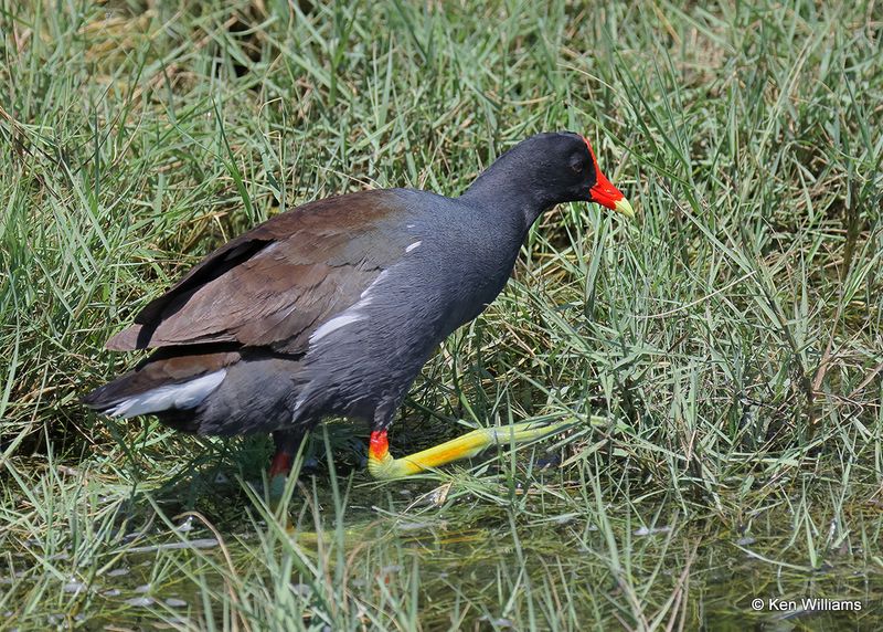 Common Gallinule, S. Padre Island, TX, 4_12_2023a_0L0A7608.jpg