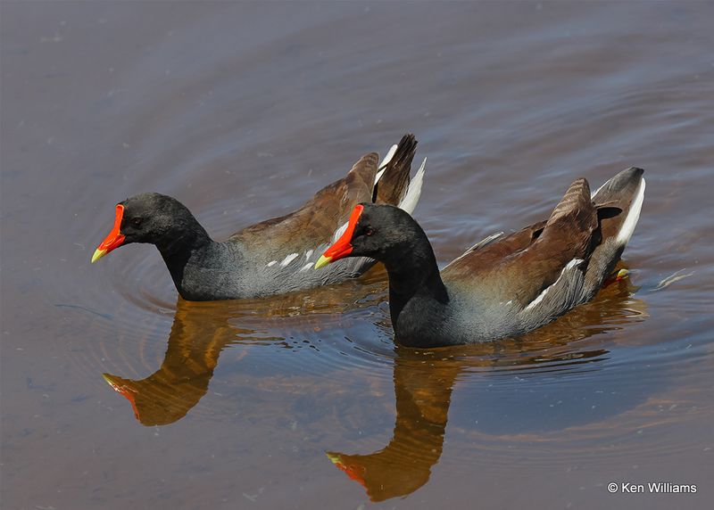 Common Gallinules, S. Padre Island, TX, 4_12_2023a_0L0A7715.jpg