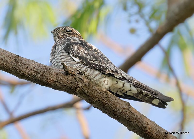 Common Nighthawk, S. Padre Island, TX, 4_13_2023a_0L0A9227.jpg