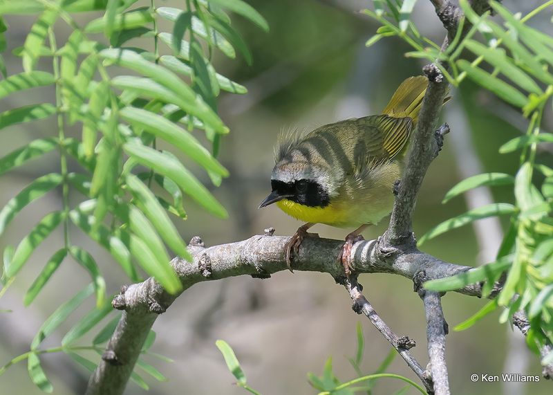 Common Yellowthroat male, S. Padre Island, TX, 4_11_2023a_0L0A6705.jpg