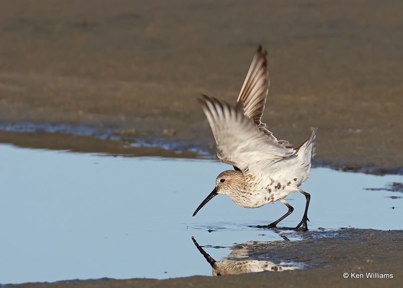 Dunlin, S. Padre Island, TX, 4_13_2023a_0L0A9118.jpg
