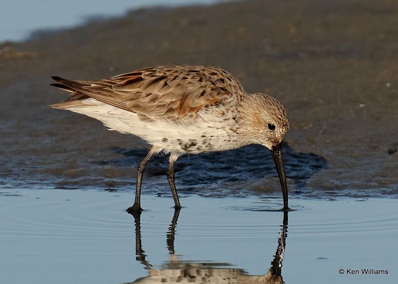 Dunlin, S. Padre Island, TX, 4_13_2023a_0L0A9172.jpg