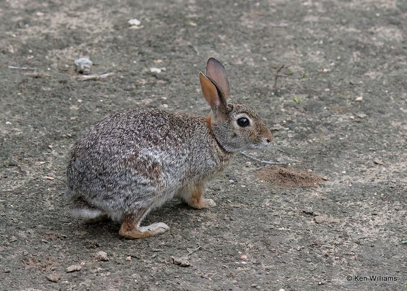 Eastern Cottontail, Laguna Vista, TX, 4_9_2023aa_0L0A3312.jpg