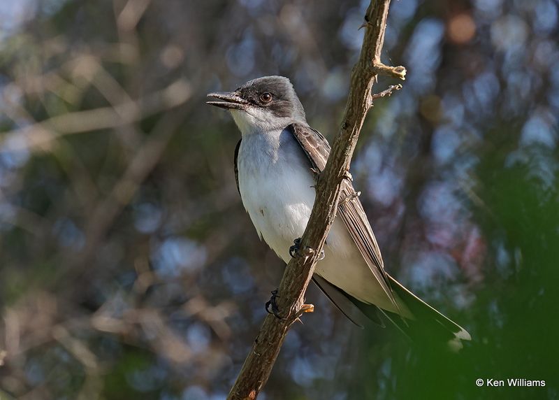 Eastern Kingbird, S. Padre Island, TX, 4_12_2023a_0L0A8752.jpg