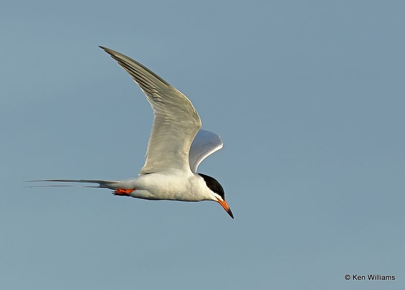 Forster's Tern, Port Aransas, TX, 4_14_2023_Forster's Tern, Port Aransas, TX, 4_14_2023a_0L0A1407.jpg