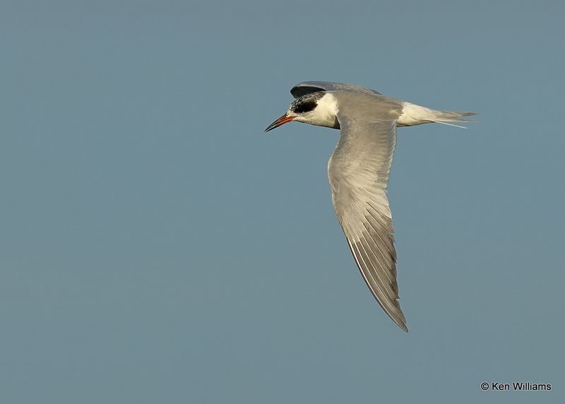 Forster's Tern, Port Aransas, TX, 4_14_2023_Forster's Tern, Port Aransas, TX, 4_14_2023a_0L0A1446.jpg
