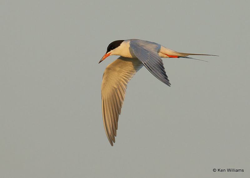 Forster's Tern, Port Aransas, TX, 4_14_2023a_0L0A1059.jpg