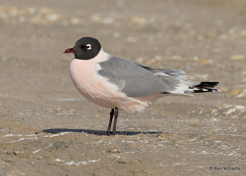 Franklin's Gull, S. Padre Island, TX, 4_12_2023a_0L0A7377.jpg