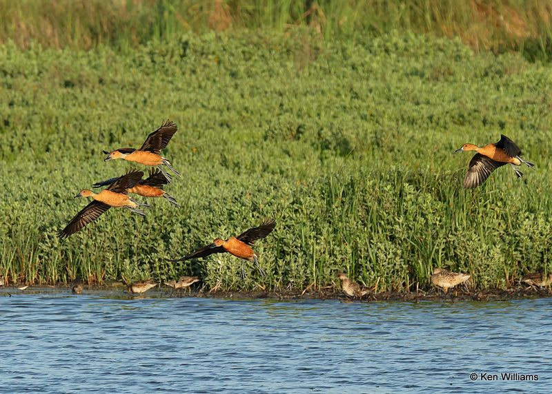 Fulvous Whistling-Duck, Port Aransas, TX, 4_14_2023a_0L0A1389.jpg