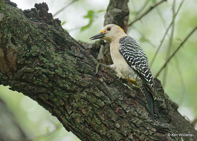 Golden-fronted Woodpecker female, Santa Ana NWR, TX, 4_7_2023a_0L0A2528.jpg